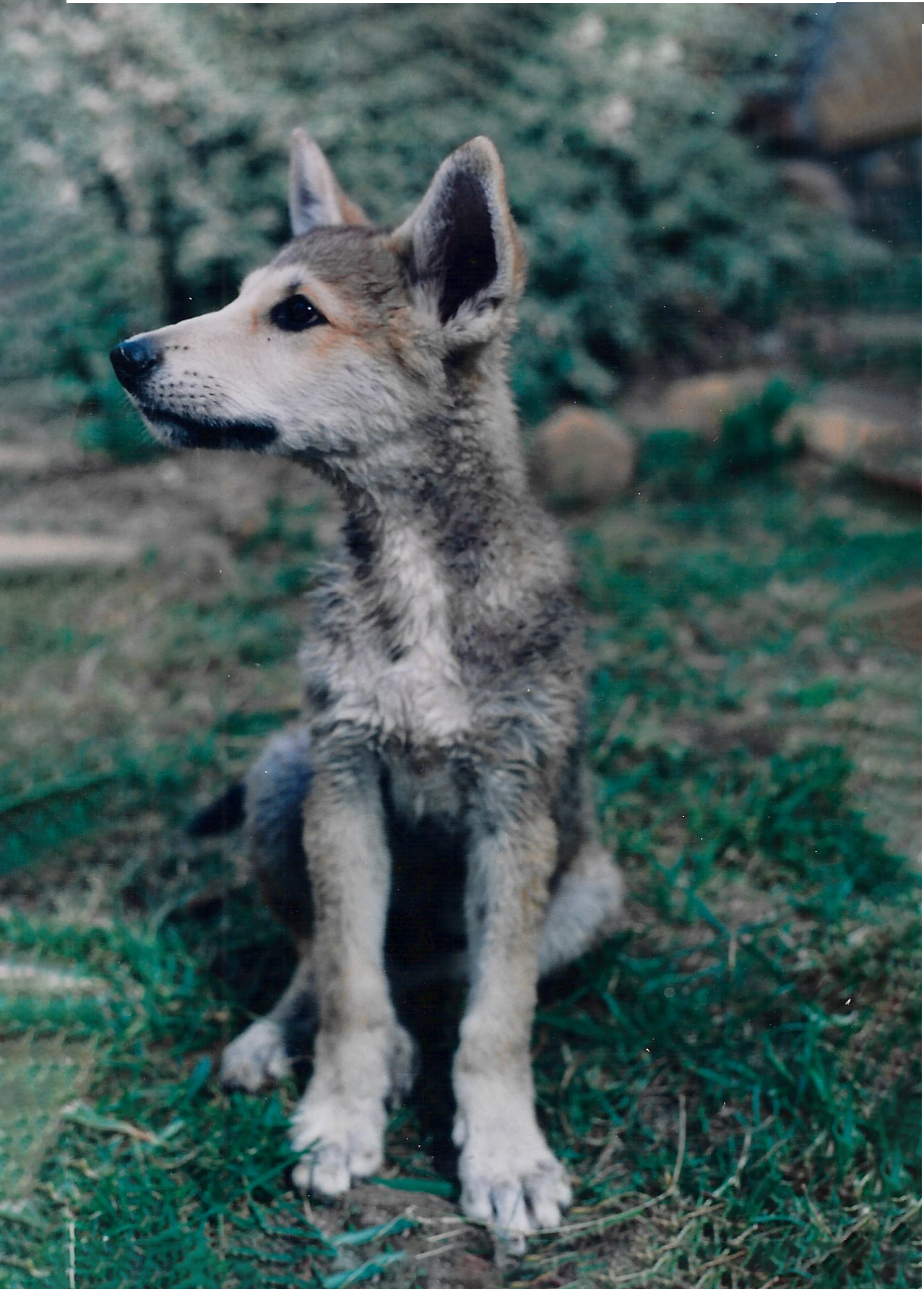 Wolf-Hybrid Face